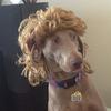 Joseph Cue - @mullet_fever - TikTok