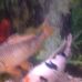 Joseph Cusenza - Facebook