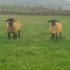 joseph_davison_farmlife - @josephdavison17 - TikTok