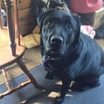 Joseph Deibler - @jdeibler66 - Instagram