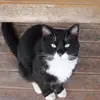 josephdevito1 - @josephdevito1 - TikTok