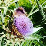 Joseph Devlin - @hammahamma - Instagram