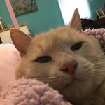 Mango Joseph Donaghy😸🥭 - @mangomaddness_336 - Instagram
