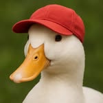 joseph the duck - @cwiss.visions - Instagram