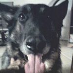 Joseph Ely - @nodolt - Instagram