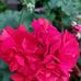 Joseph Ely - Facebook