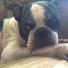 josephfarina - @josephfarina - TikTok