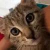 josephfulk17 - @kiki_bateman - TikTok