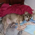 Joseph Gandy - @chillhuahua1 - Instagram