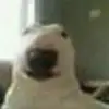 joseph - @joseph_emogothhorse - TikTok