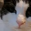 Joseph Grimm - @joseph.grimm30 - TikTok