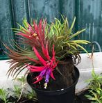Joseph Grimaud - Facebook