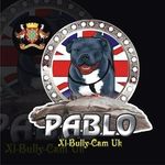 Joseph Hector - @xl_bully_cam_uk - Instagram
