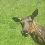 Joseph Hommel - @pussswayer300 - Instagram
