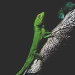 Joseph Hookah 💨 - @joseph_hookah - Instagram