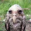 joseph iles - @wet_owl2 - TikTok