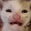 Joseph Zalkind - @josephzalkind - TikTok