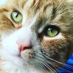 Dominique Mae Pope - @evanjosephknickerbockerpope - Instagram