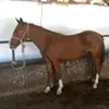 josepha lagasse - @josepha0lagasse - TikTok