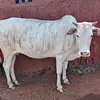 Joseph Lentoijoni - @joseph.lentoijoni - TikTok