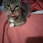 Lazetmi Eznitram - @joseph.lombardo.186 - Instagram