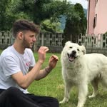 peppone_796 ⚠🏁🐾 - @josephlombardi_796 - Instagram