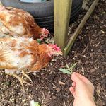 Josephine Mrs.Longbottom Penny - @the3flappinghens - Instagram