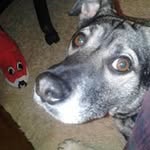 Joseph Lovis - @josephlovis - Instagram