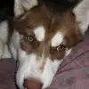 josephmacpherson5 - @josephmacpherson5 - TikTok
