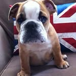 Joseph mannion - @mannion90 - Instagram