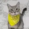 JOSEPHﮩ٨ـﮩﮩ٨ـMARC - @joseph._.marc - TikTok