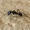 ANTS - @joseph.mcalpine7 - TikTok