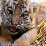 joseph merkel - @tiger_lord2803 - Instagram