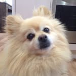 Joseph Millen - @jojo._.the._.pomoranian - Instagram