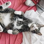 milo - @milo.joseph - Instagram