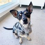 Timo - Moji - Joseph - Milo - @rescue_the_spots - Instagram