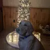 Josey Moorhead - @joseymoorhead - TikTok