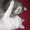 🐈 - @josephmoraes7 - TikTok