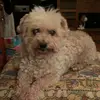 josephmorrow55 - @jojo_morrow - TikTok