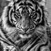 Joseph Mullaney - Facebook