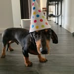 Joey “Joseph” Murdoch🐶 - @joey.doodledog - Instagram