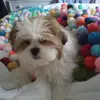 Josephine Nuttall - @josephine.nuttall - TikTok