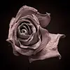 Joseph Orsillo - @joseph.orsillo - TikTok