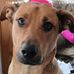 Joseph Pacelli - Facebook