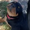 Jose panzer the rottie - @jose_panzer - TikTok