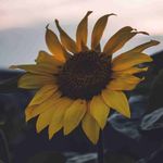 Joseph Pelham - @pelhamjoseph - Instagram