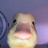 Spencer77 - @spencerjosephpendleton - TikTok