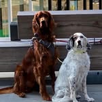 Joseph Pennington - @josephpennington951 - Instagram