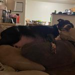 Joseph Penta - @angryjoe5 - Instagram