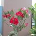 Joseph Phung - Facebook